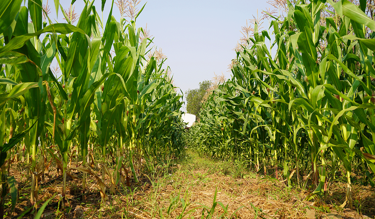 Maizal-Galicia-Cubierta-Vegetal